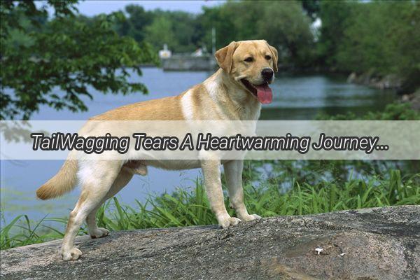 TailWagging Tears A Heartwarming Journey Through the Most Emotional Dog Moments in Movies